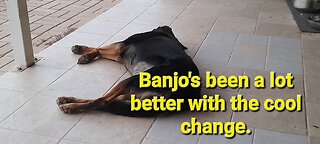 #8. Cooler change has been great for Banjo