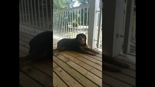 Rottweiler ASMR#Shorts #rottweiler😍💖💜💛