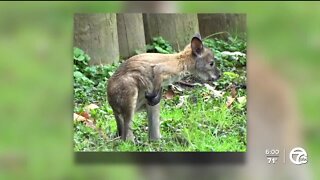 Search continues for missing baby wallaby at Detroit Zoo