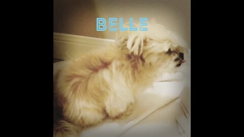 Belle’s Ad