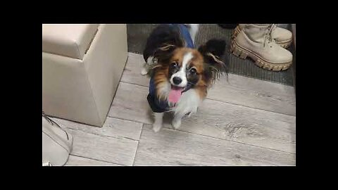 Papillon puppy is ready for a winter walk