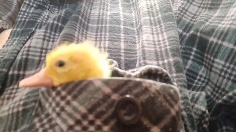 Muscovy Duckling in my pocket (Video 1 )