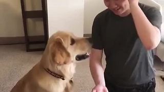 Golden Retriever falls for silly magic trick