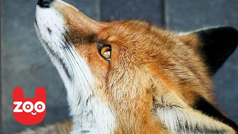 Man Lives With a Pet Fox