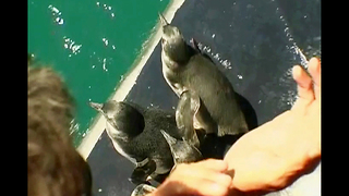 Orphan Penguins Go Home