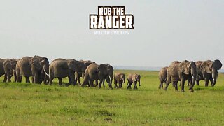 Amboseli Elephants Crossing The Plains | Zebra Plains Safari