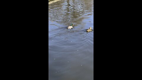 Mallard Duck 🦆 Male & Female