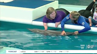Winter the Dolphin, star of 'Dolphin Tale', dies in Clearwater