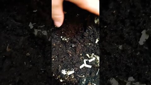 setting up a compost worm bin indoors