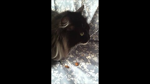 Cats says Nom Nom Nom While Eating Treats