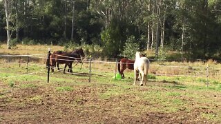 Meeting her new friends.