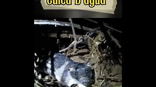 Cuíca d'água: Unica espécie de marsupial no mundo com hábitos aquáticos #short