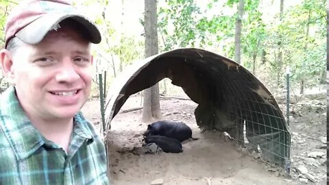 S1E50 What Kind Of Pig Shelter Should You Build?