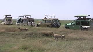 Two Lions and Land Cruisers