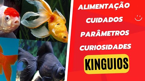 Falando Sobre Kinguios - Curiosidades, Alimentação, Problemas Comuns e Muito Mais!