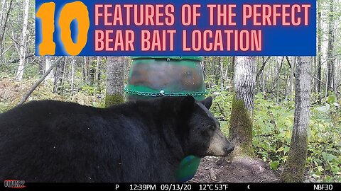 10 attributes of the perfect bear bait site | perfect 10 in bear hunting