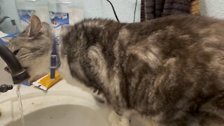 Cat drinking from faucet