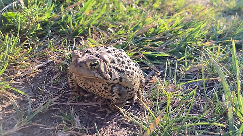 A Well fed toad