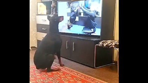 Online Class affecting Exercise@Home - Dog's Funny Video