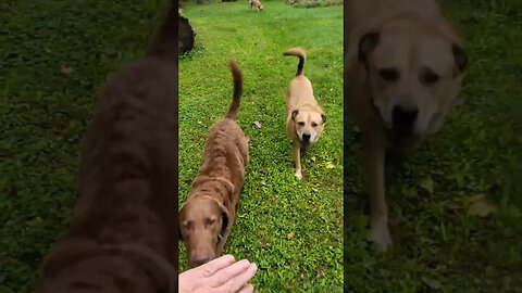 Practicing our group down/stays... #chesapeakebayretriever #labhusky#downstay #obediencedogtraining
