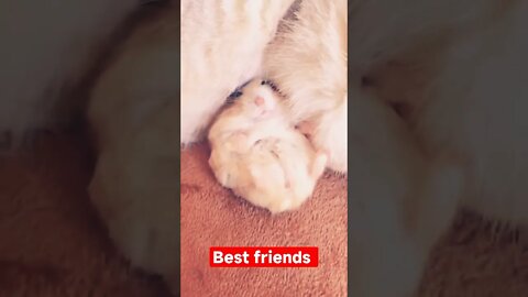 Best Friend's))))) / funny cat / Hamster / shorts / videos