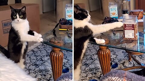 Well-mannered Cat Politely Ask For A Few Treats