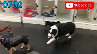 [0762] BROOKE's CIRCLES IN SMALL PAWZ [#dogs #doggos #doggies #puppies #dogdaycare]