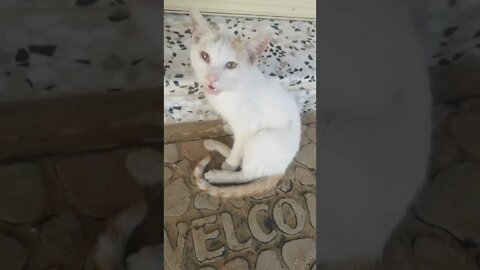 Animal Rescue - Rescued Stray Cat Want me to Pat him