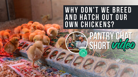 Breeding & Hatching Out Chickens | Pantry Chat SHORT