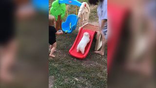 Tiny Puppy Loves Playing On A Slide