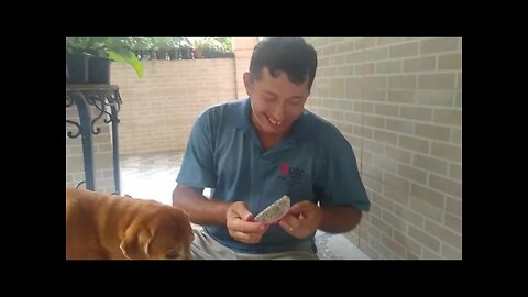 pitaia uma fruta boa até pra cachorro 🐕 Bob