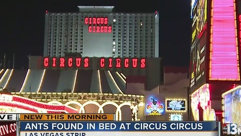 Ants crawl into man's CPAP machine at Circus Circus