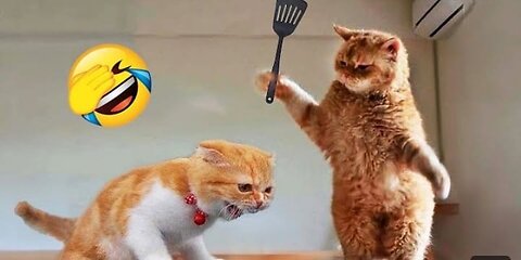 New Funny Animals 😂 Funniest Cats and Dogs Videos 😺🐶