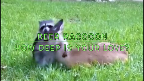 Deer Raccoon, How Deep Is Your Love?