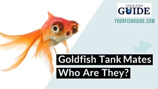 What Fish Can Live With Goldfish? ~ Goldfish Tankmates ~ Educational