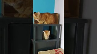 Cats invading cabinet