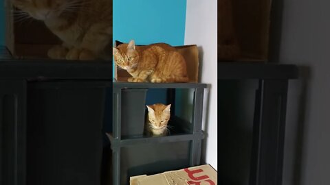 Cats invading cabinet