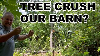 Dropping a tree that's leaning over the barn!!