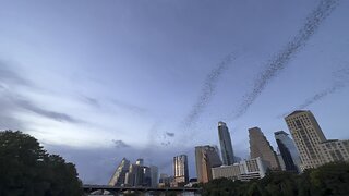 1.5M Mexican Free-tail Bats Go Out to Dinner Together in Austin