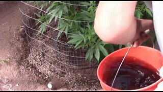 Flowering Cannabis Using Light Deprivation Second Week