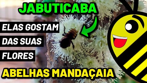 Abelha Mandaçaia Mqq nas flores da jabuticabeira. Excelente planta melífera