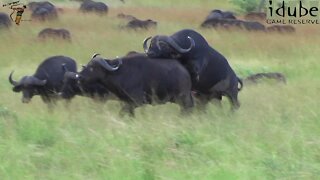 WILDlife: Animals Pairing - Buffalo Style!