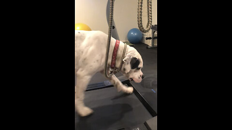 Petey The Dog At The Gym