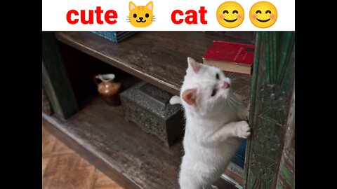 This Cute Cat Video Will Make Your Day! Watch Now! 😊🐱🐱😍