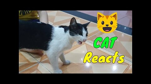 How Cats React When Seeing Stranger 1st Time - Running or Being Friendly 11? | Viral Cat