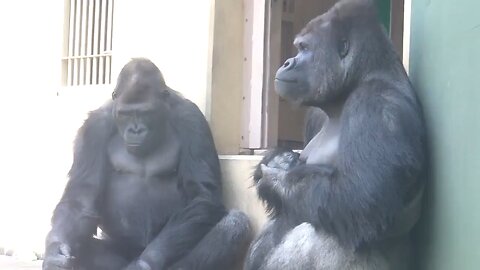 Shabani the Silverback teasing his son to initiate play-fighting