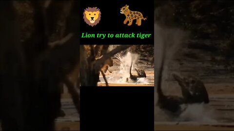 Lion try to attack tiger 🐆#shorts #youtubeshorts #shortvideo