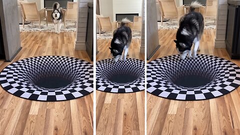 Dogs_funny_reaction_to_entering_optical_illusion_rug!