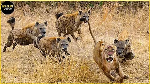30 Moments Hyenas Battling Against Lions, What Happen Next