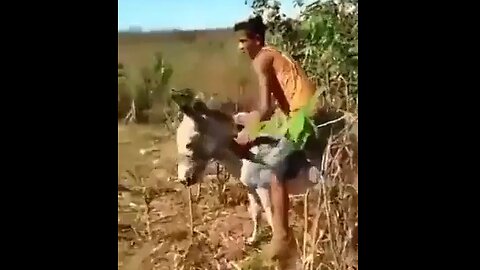 Savage punches & kicks donkey for not obeying him, then the donkey attacks